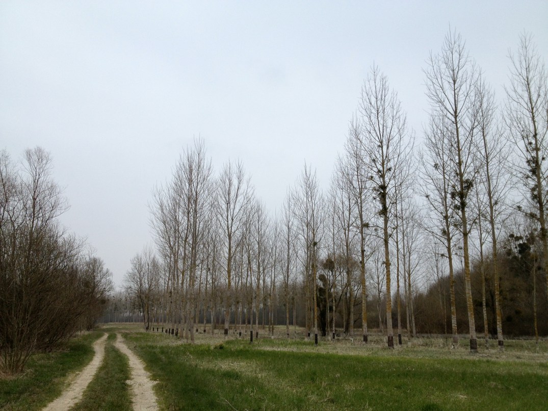 Walking along the river this morning