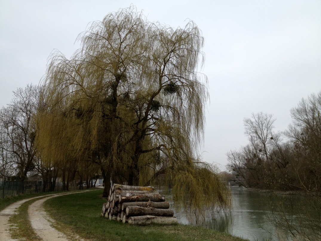One of the many willows along the river