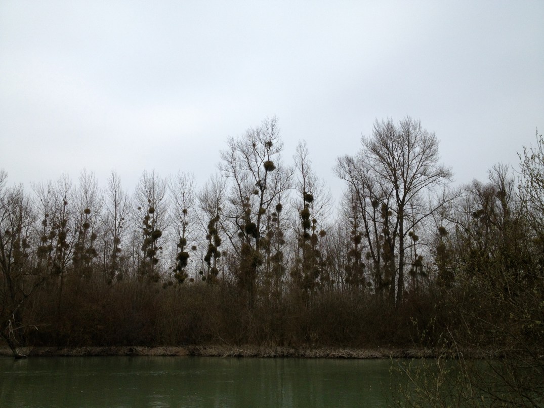 Mistletoe on the trees